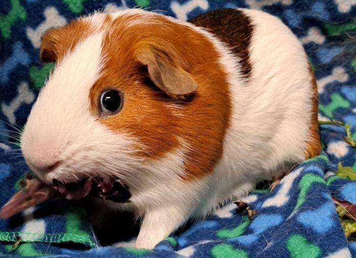 Enlarge Nelson, a Adoptable Short-Haired in Gary, IN image 3/3