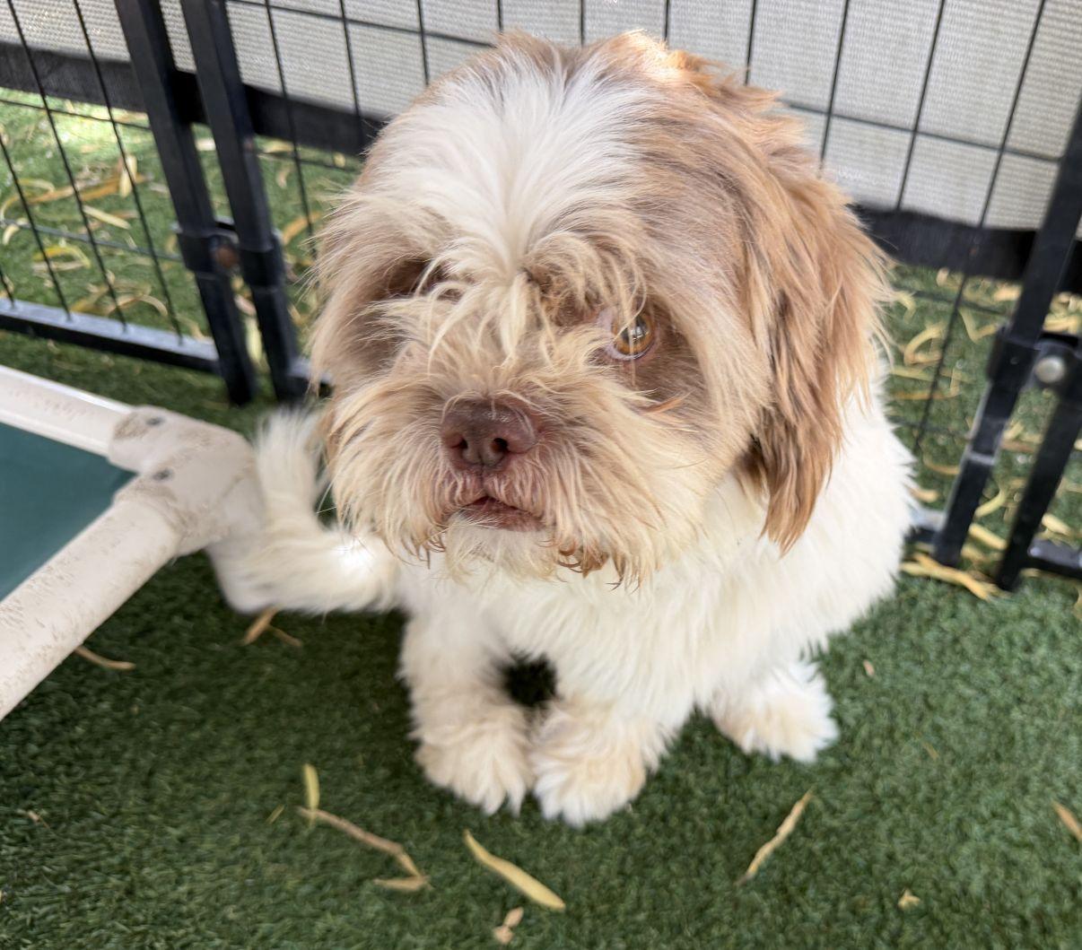 Cedric, an adopted mixed breed in El Paso, TX image 5/6