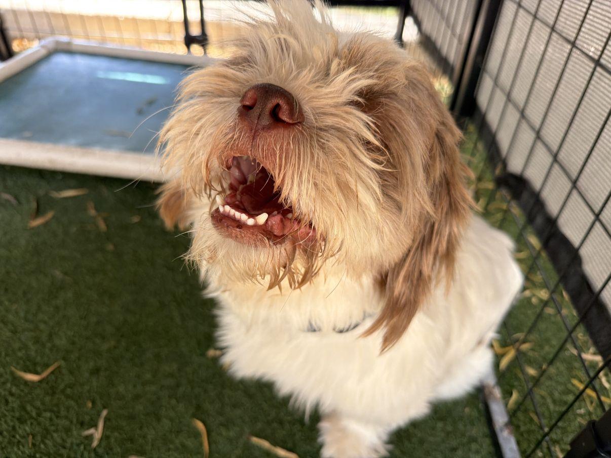 Cedric, an adopted mixed breed in El Paso, TX image 4/6