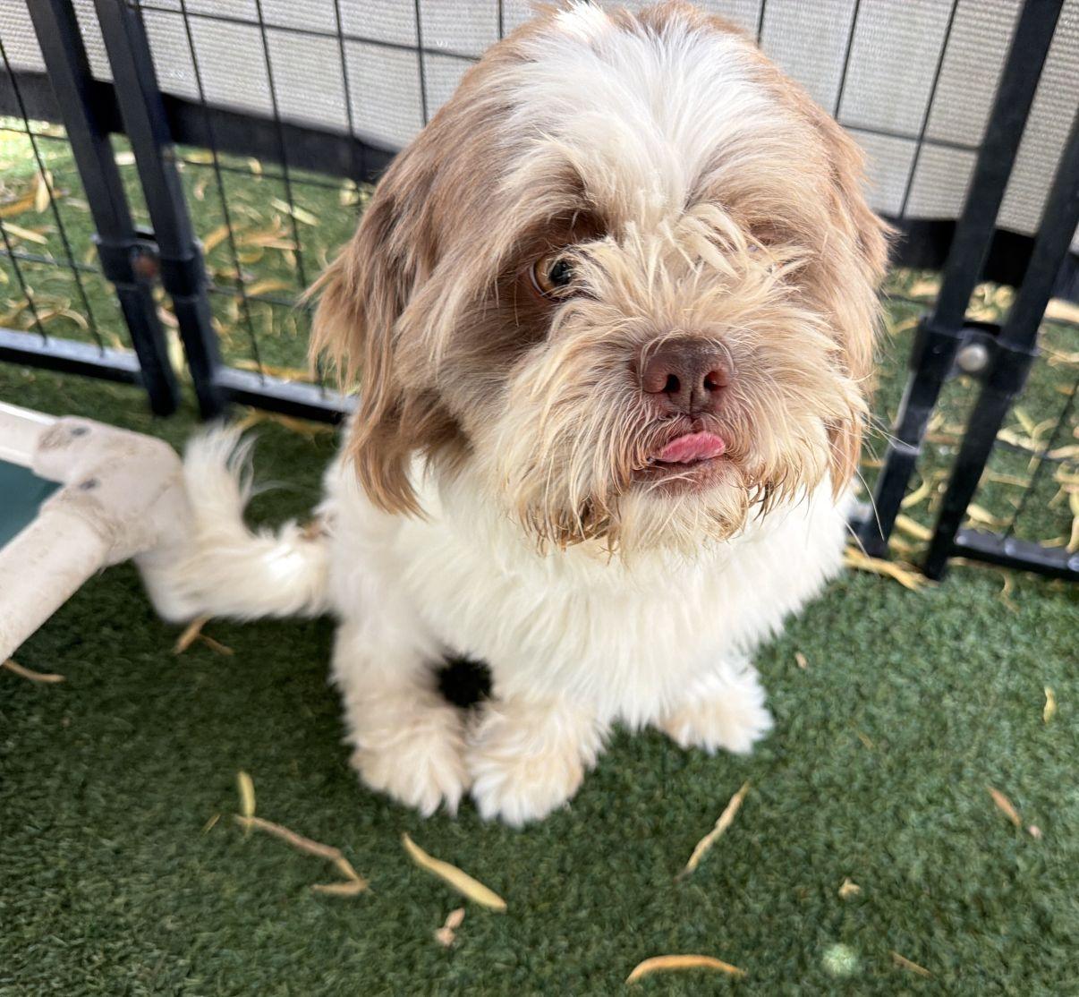 Cedric, an adopted mixed breed in El Paso, TX image 3/6