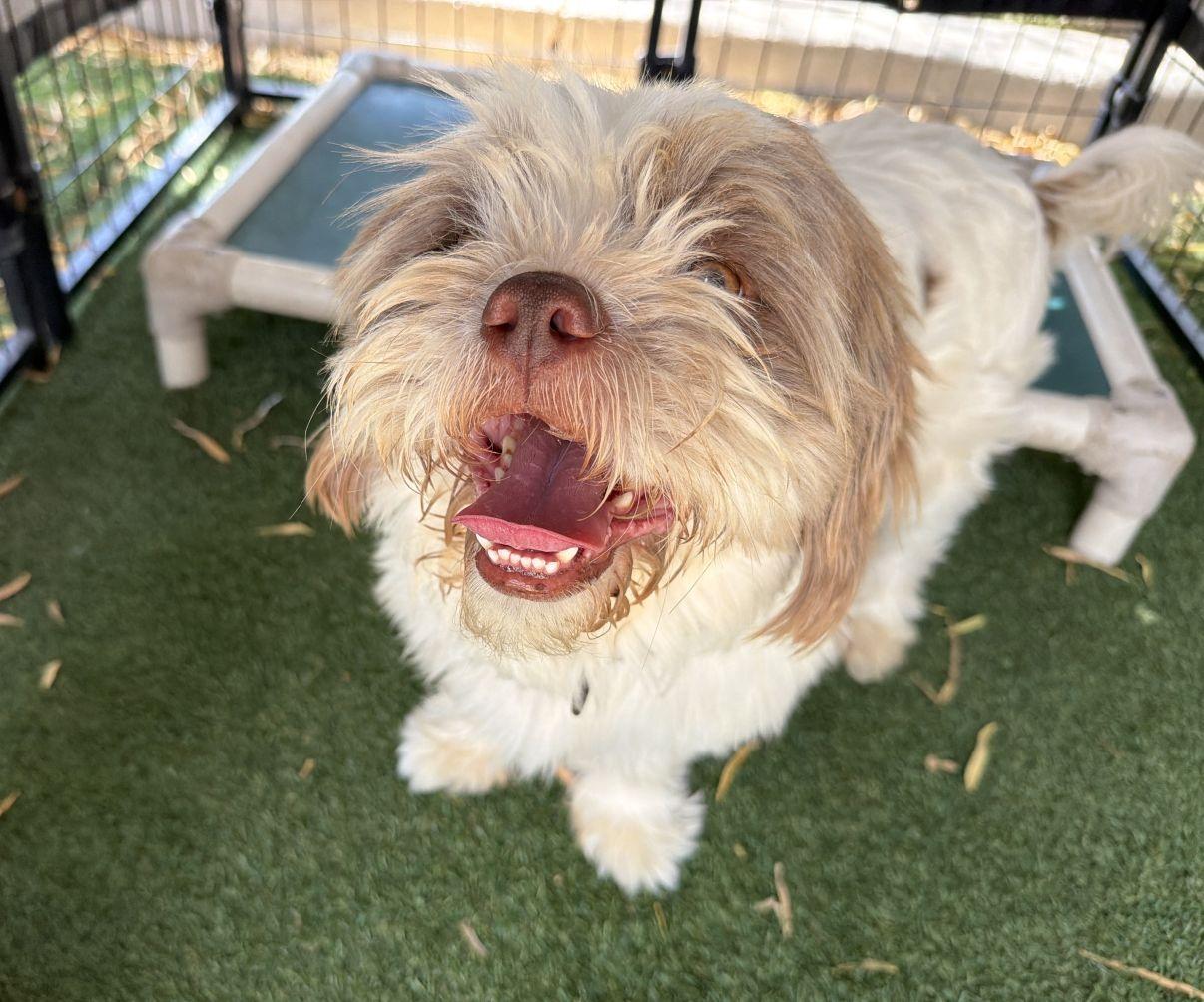 Cedric, adopted, Young Male Lhasa Apso.