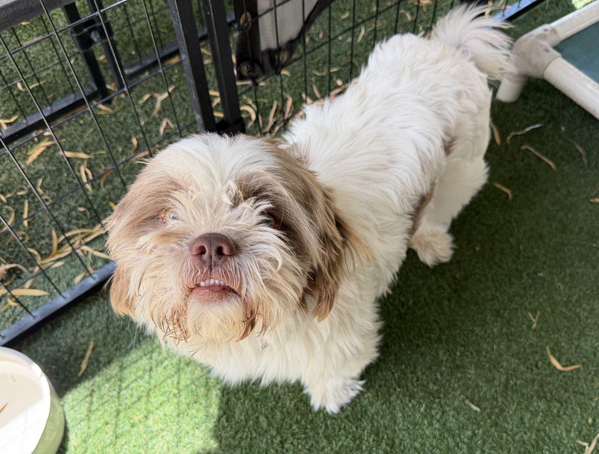 Cedric, an adopted mixed breed in El Paso, TX image 2/6
