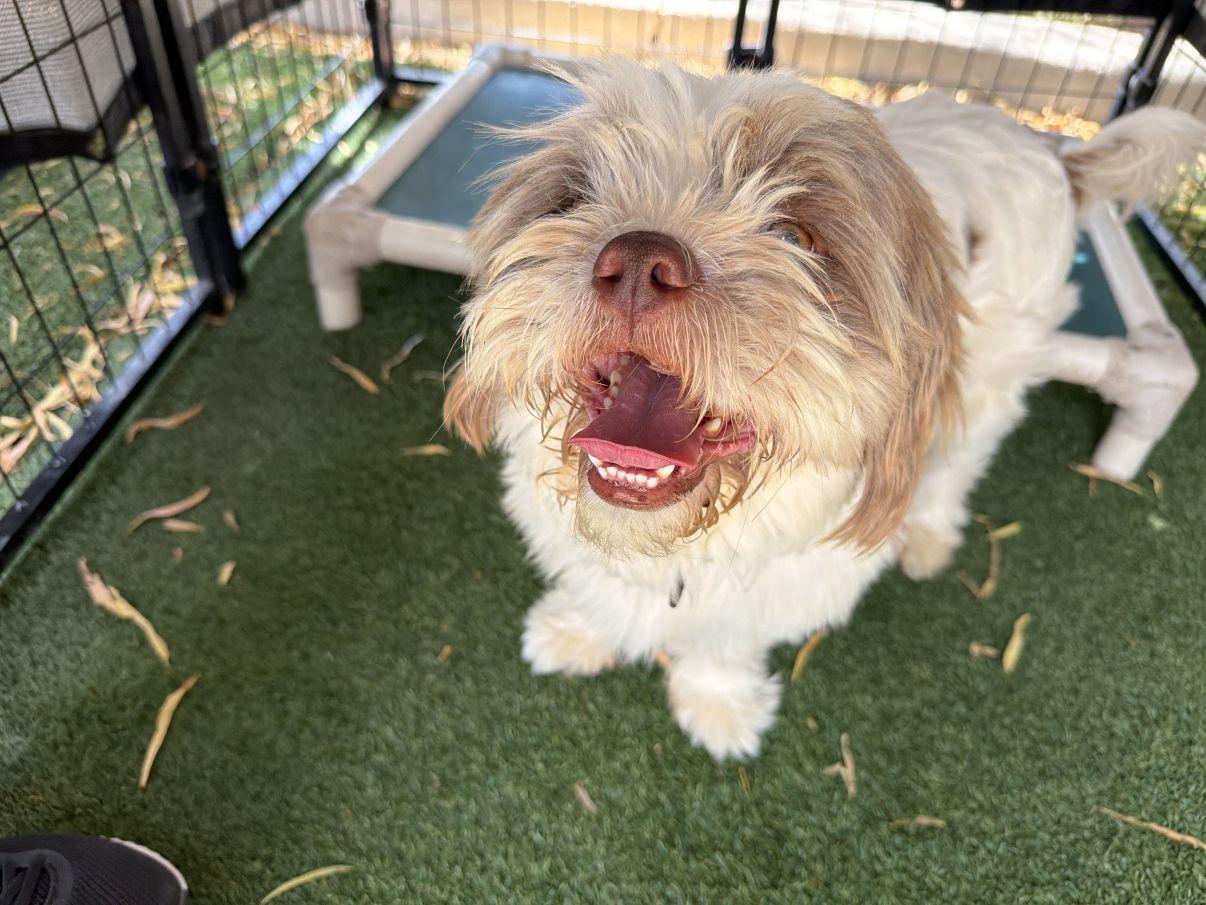 Cedric, an adopted mixed breed in El Paso, TX image 6/6