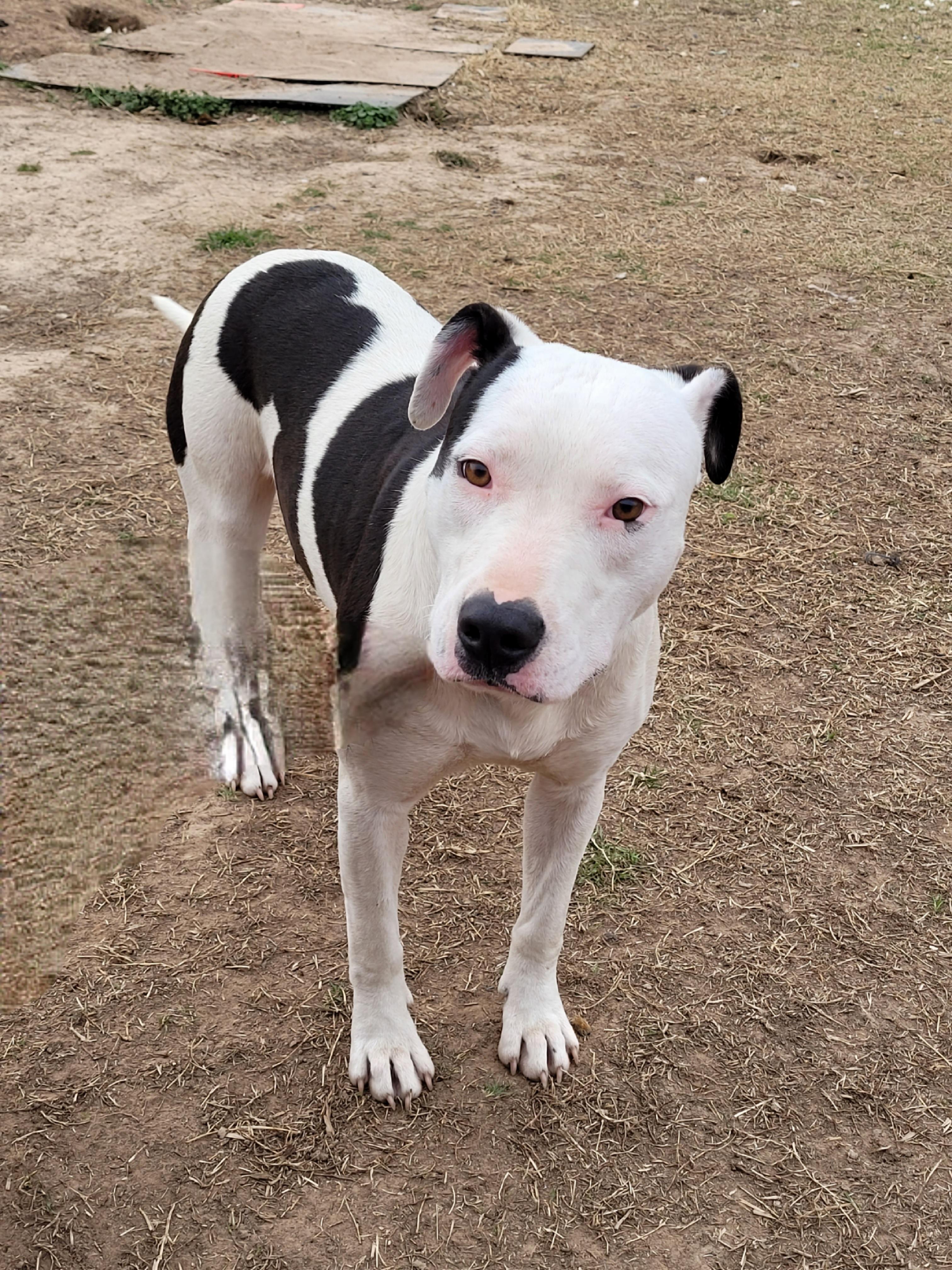 Indica, Adoptable, Young Female Labrador Retriever & Border Collie.