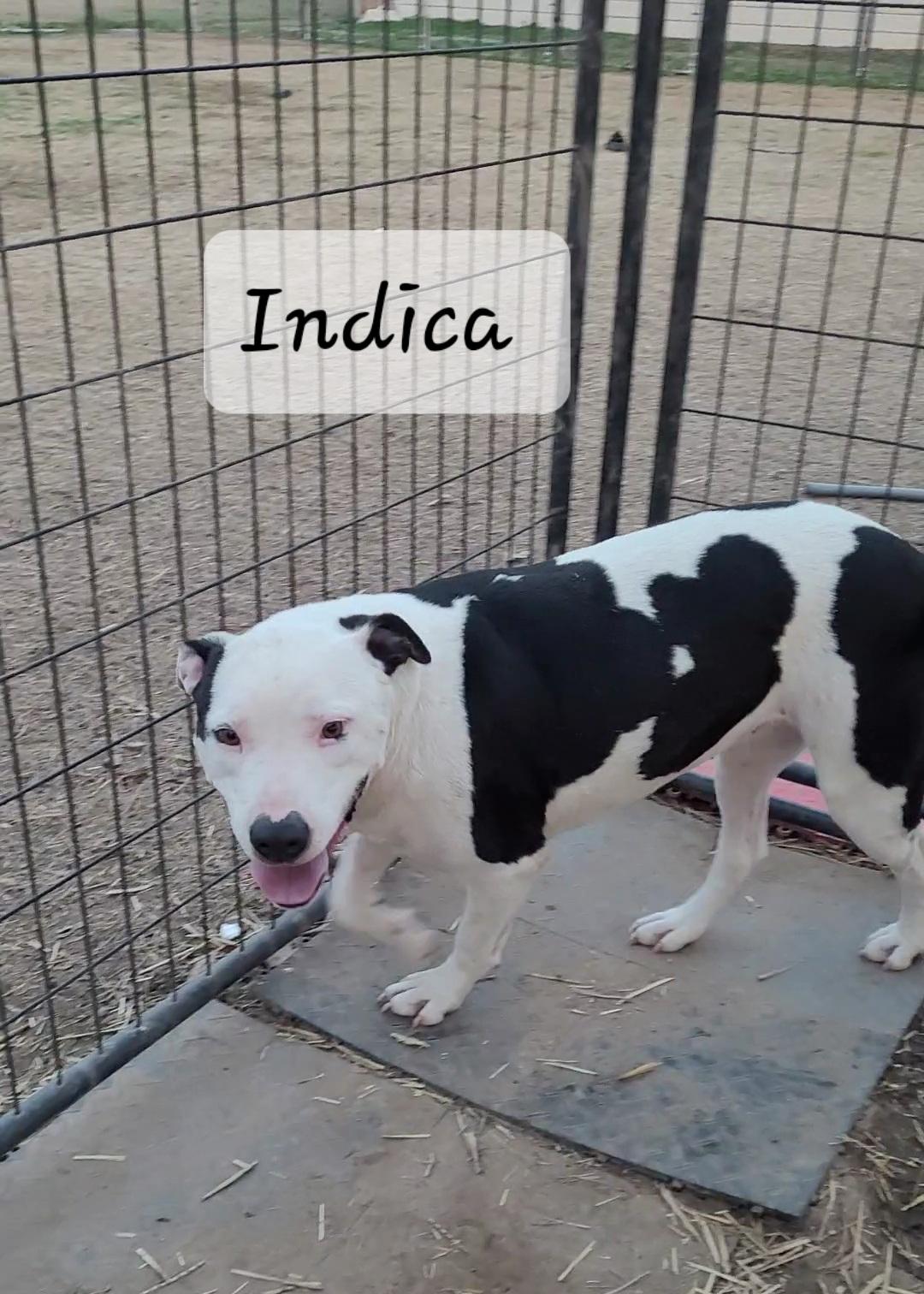 Enlarge Indica, a Adoptable mixed breed in Muskogee, OK image 2/5
