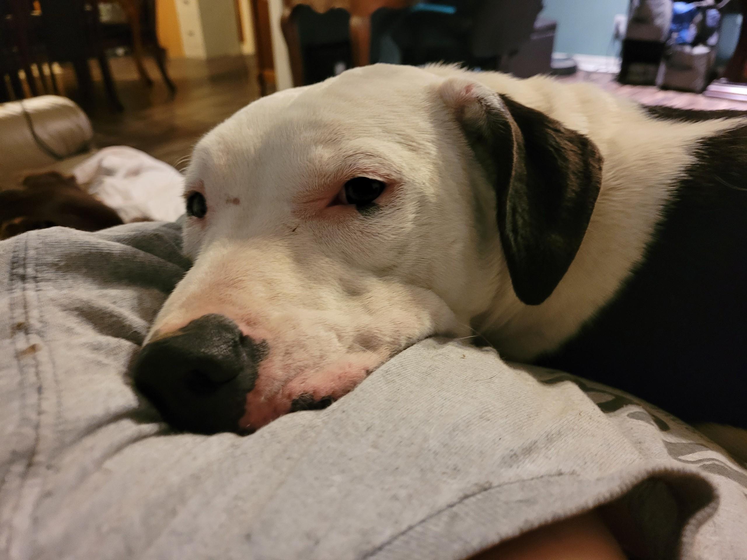 Indica