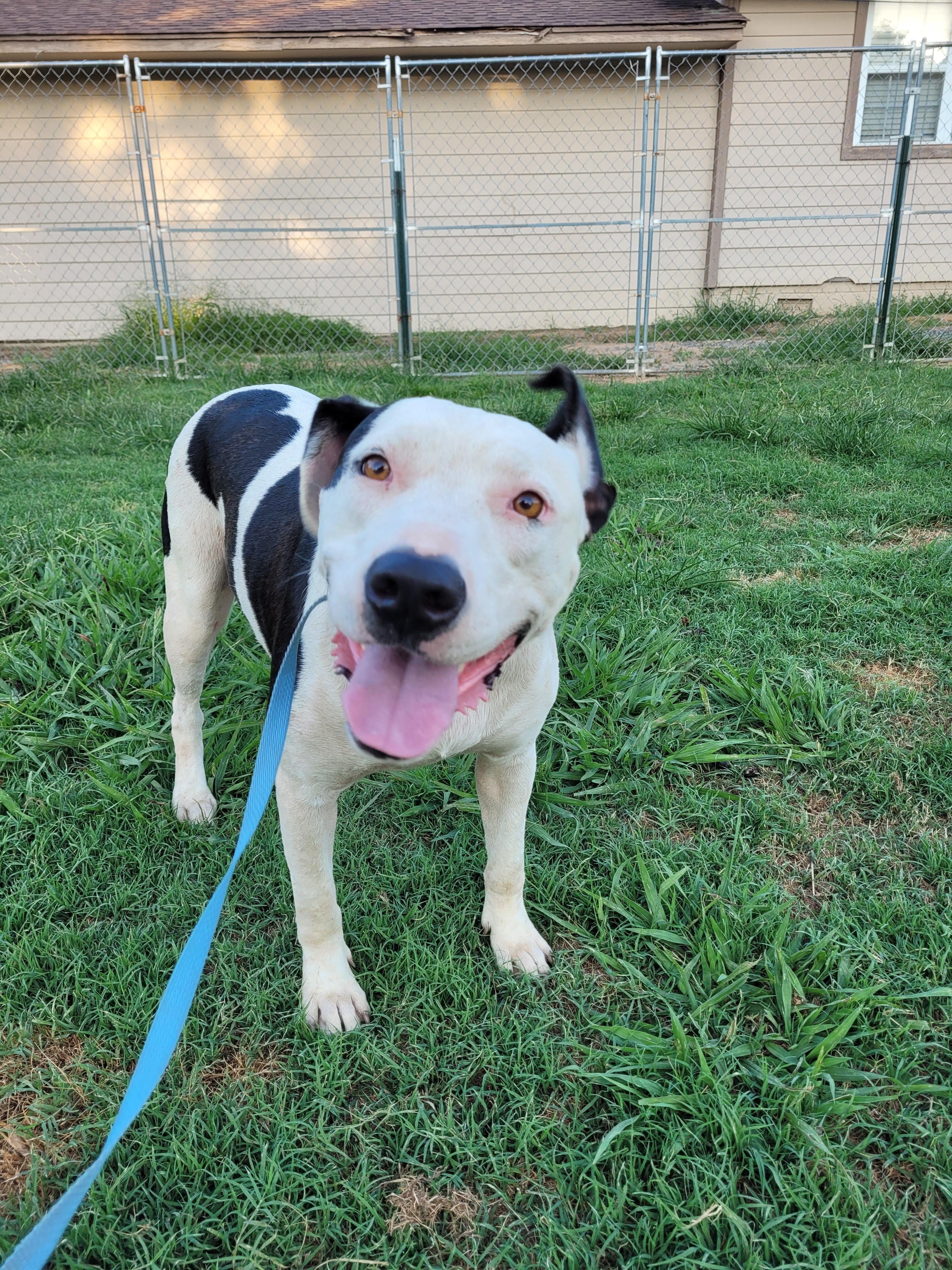 Enlarge Indica, a Adoptable mixed breed in Muskogee, OK image 2/2