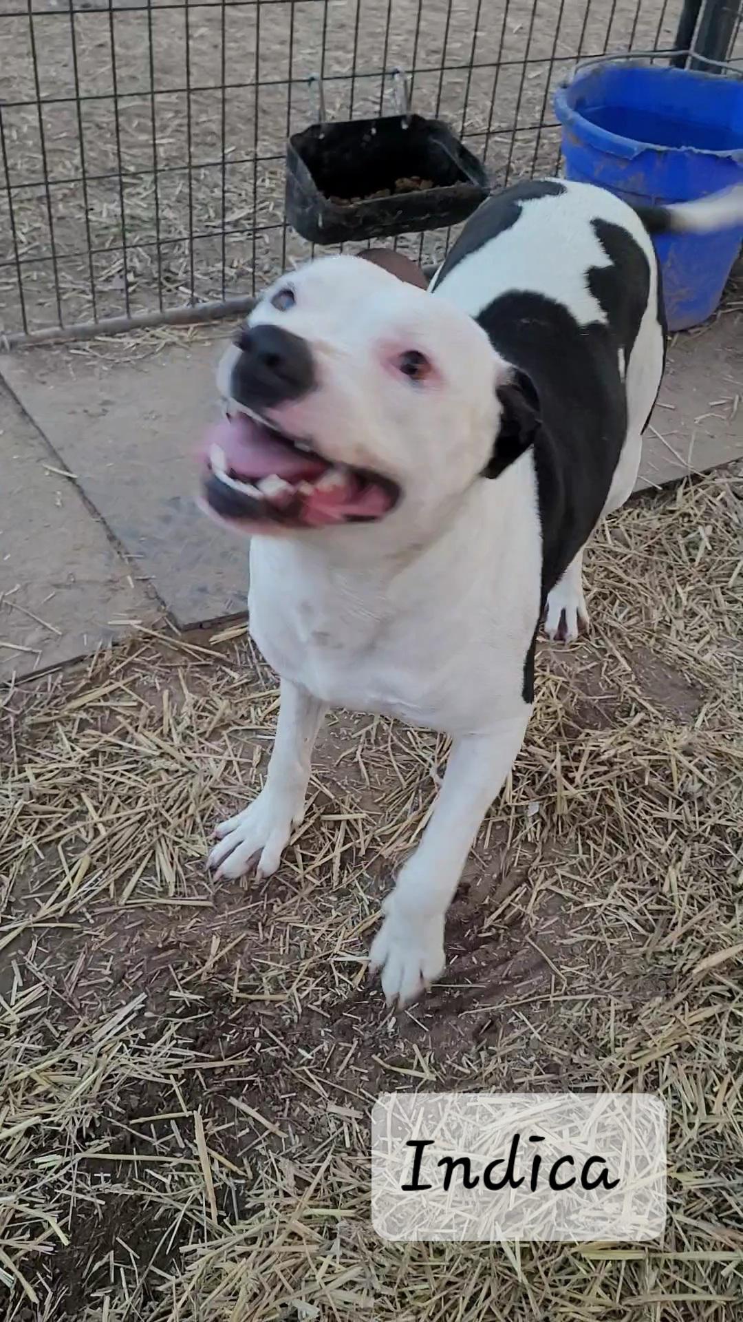 Indica, Adoptable, Young Female Pit Bull Terrier & Border Collie.