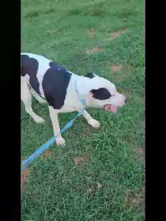 Enlarge Indica, a Adoptable mixed breed in Muskogee, OK video 4/5