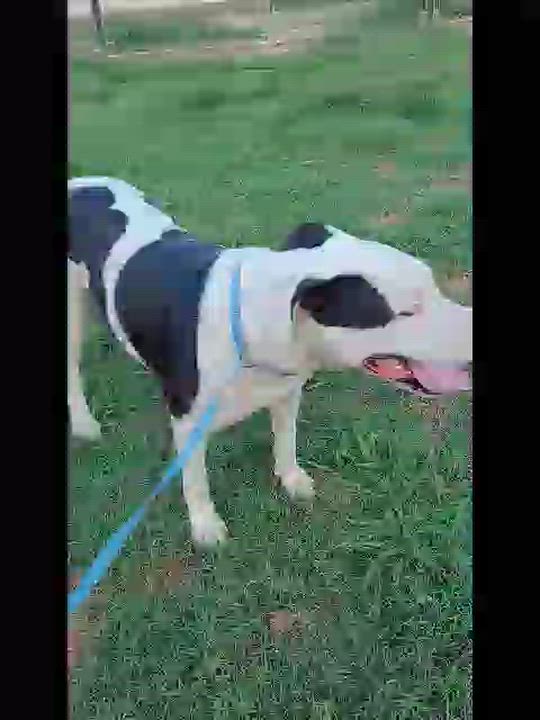 Enlarge Indica, a Adoptable mixed breed in Muskogee, OK video 3/5