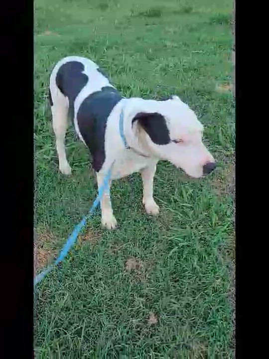 Enlarge Indica, a Adoptable mixed breed in Muskogee, OK video 5/5