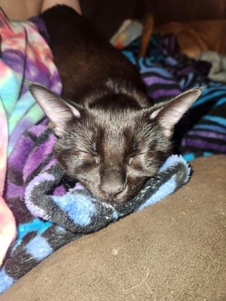 Velour, a Adoptable Domestic Short Hair in Plymouth, MN image 1/3