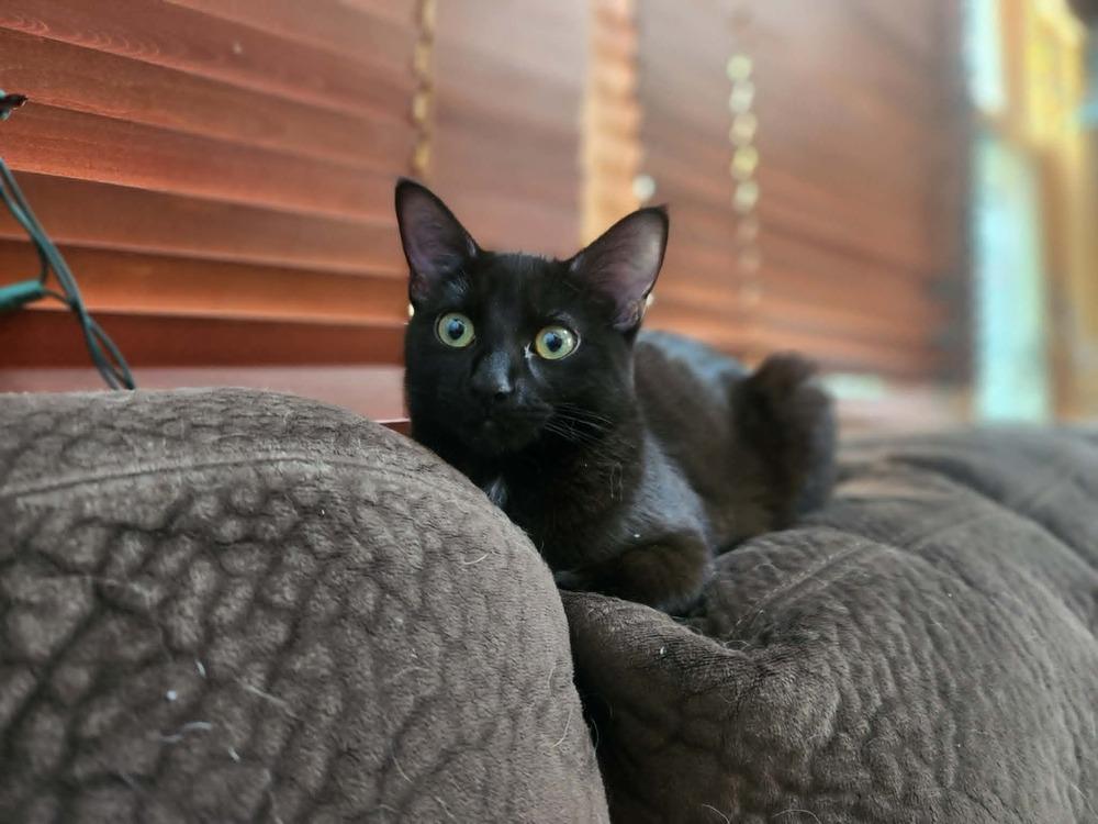 Velour, a Adoptable Domestic Short Hair in Plymouth, MN image 2/3
