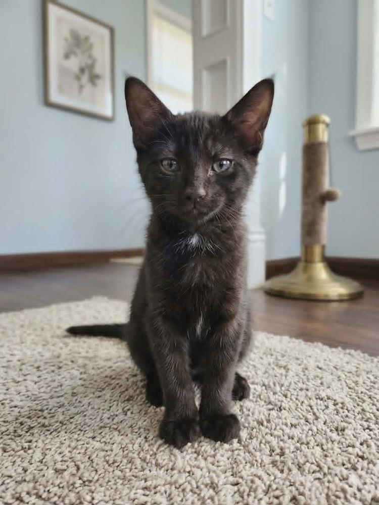 Enlarge Velour, a Adoptable Domestic Short Hair in Plymouth, MN image 1/1
