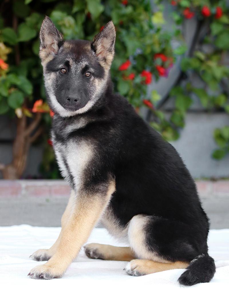 Enlarge *Flora von Emleben, an adopted mixed breed in Los Angeles, CA image 5/6