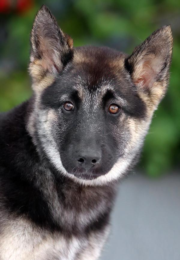 Enlarge *Flora von Emleben, an adopted mixed breed in Los Angeles, CA image 4/6