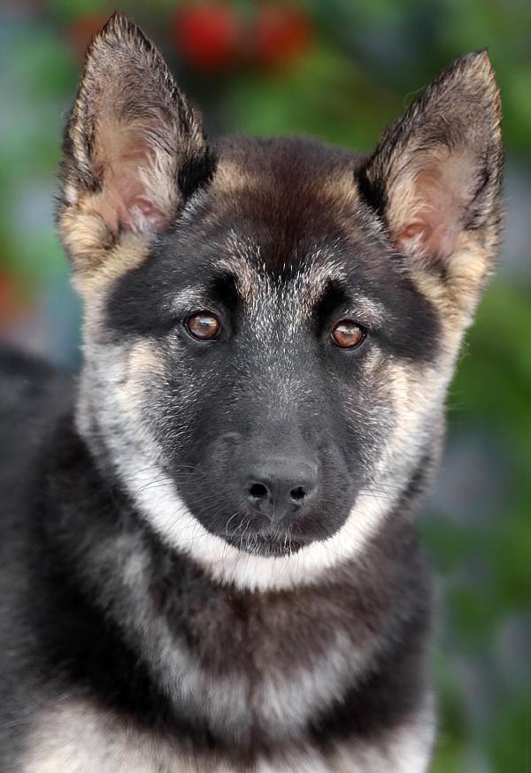 Enlarge *Flora von Emleben, an adopted mixed breed in Los Angeles, CA image 1/6