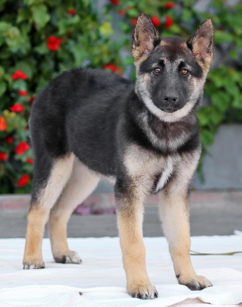 Enlarge *Flora von Emleben, an adopted mixed breed in Los Angeles, CA image 6/6