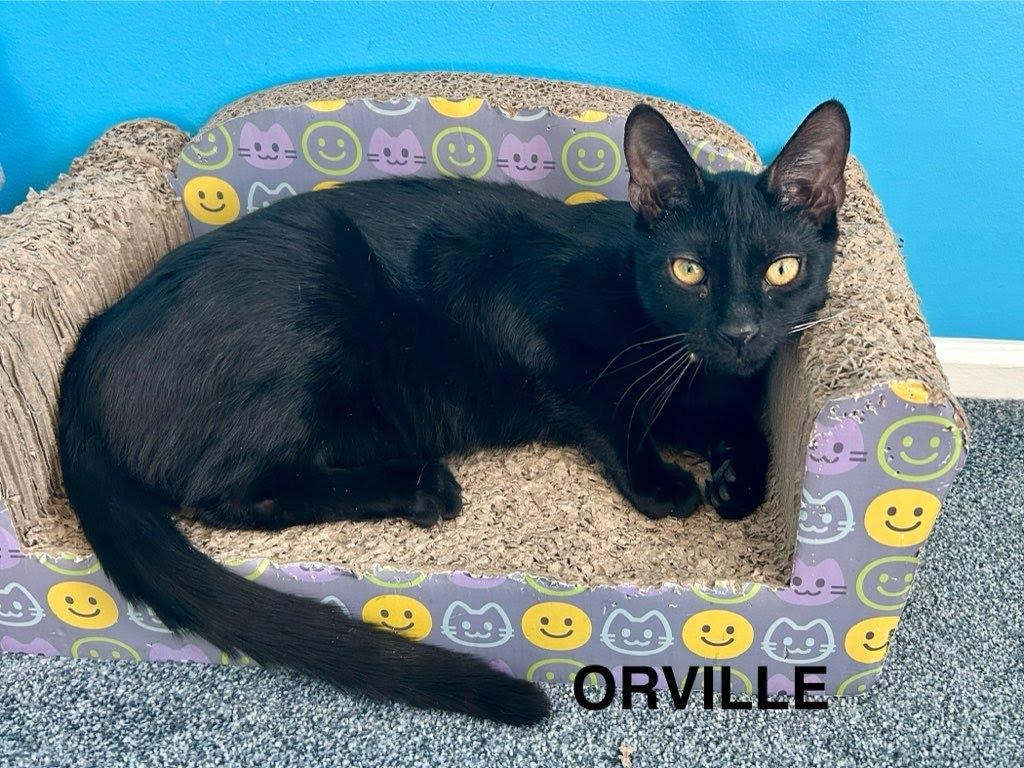 Enlarge Orville Wright, a Adoptable mixed breed in Parkville, MD image 2/6