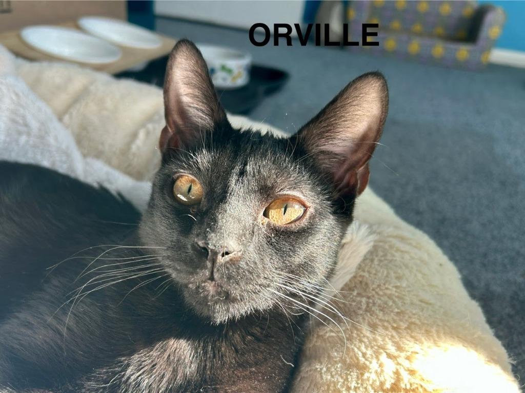 Enlarge Orville Wright, a Adoptable mixed breed in Parkville, MD image 2/6