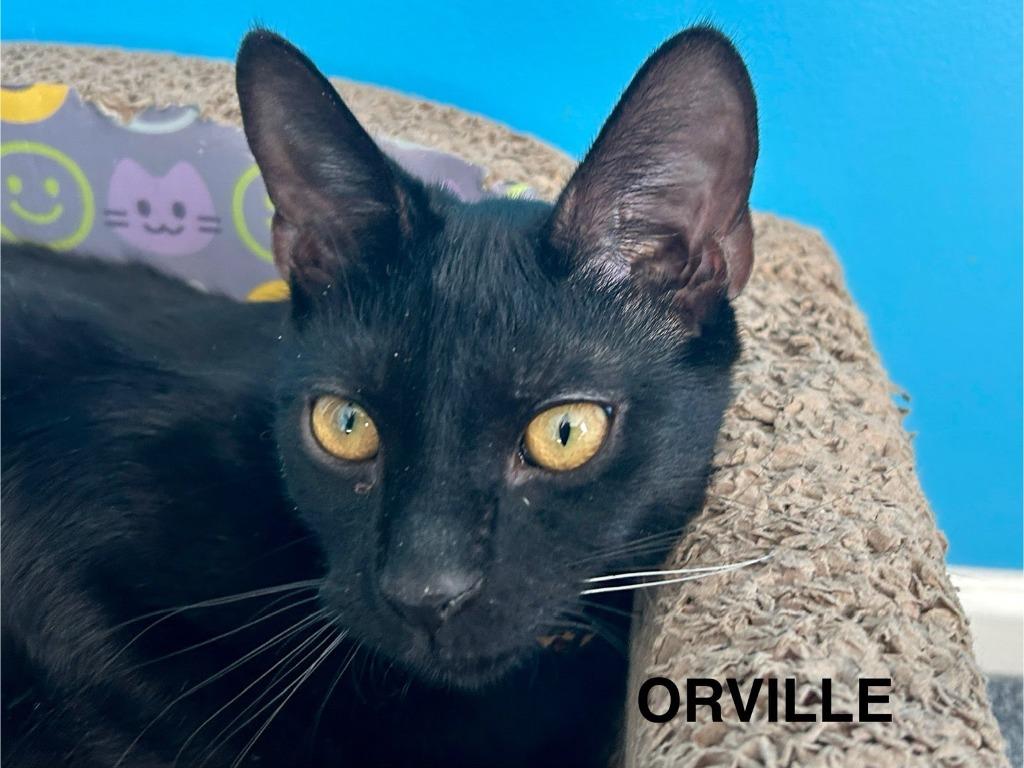 Enlarge Orville Wright, a Adoptable mixed breed in Parkville, MD image 3/6