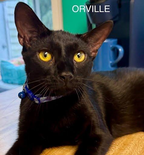 Enlarge Orville Wright, a Adoptable mixed breed in Parkville, MD image 5/6