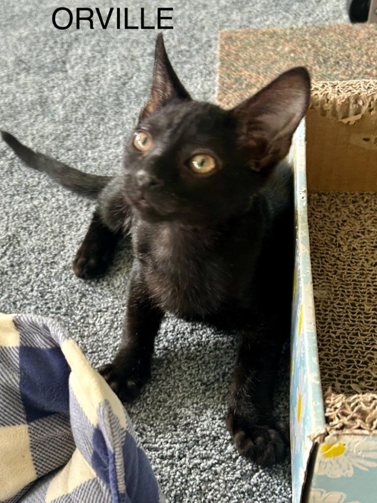 Enlarge Orville Wright, a Adoptable mixed breed in Parkville, MD image 4/6