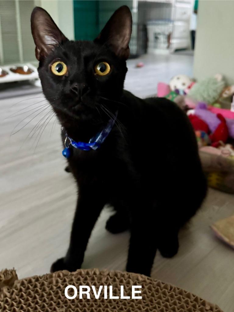 Enlarge Orville Wright, a Adoptable mixed breed in Parkville, MD image 6/6