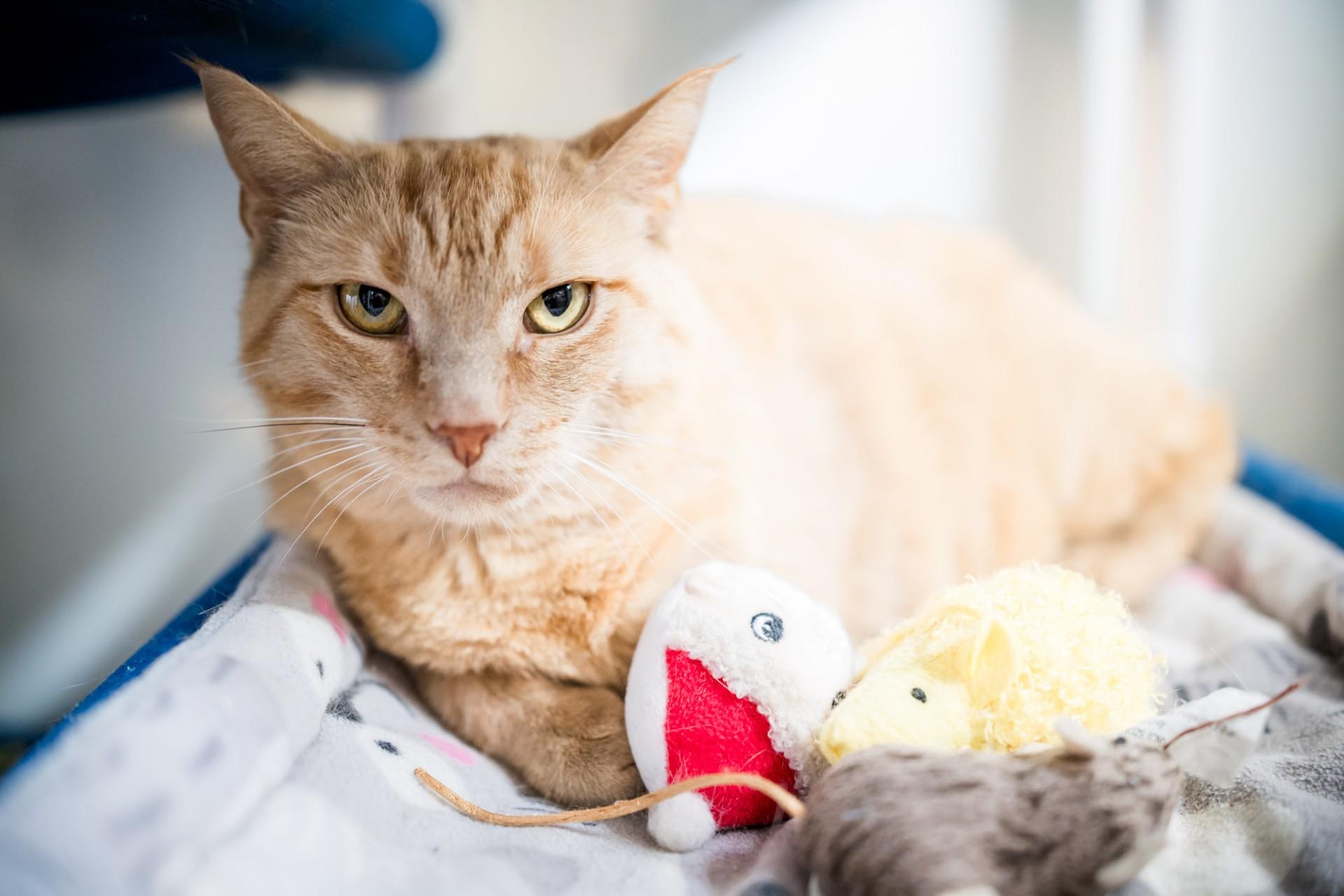 Scarlett, Adoptable, Adult Female Domestic Short Hair.