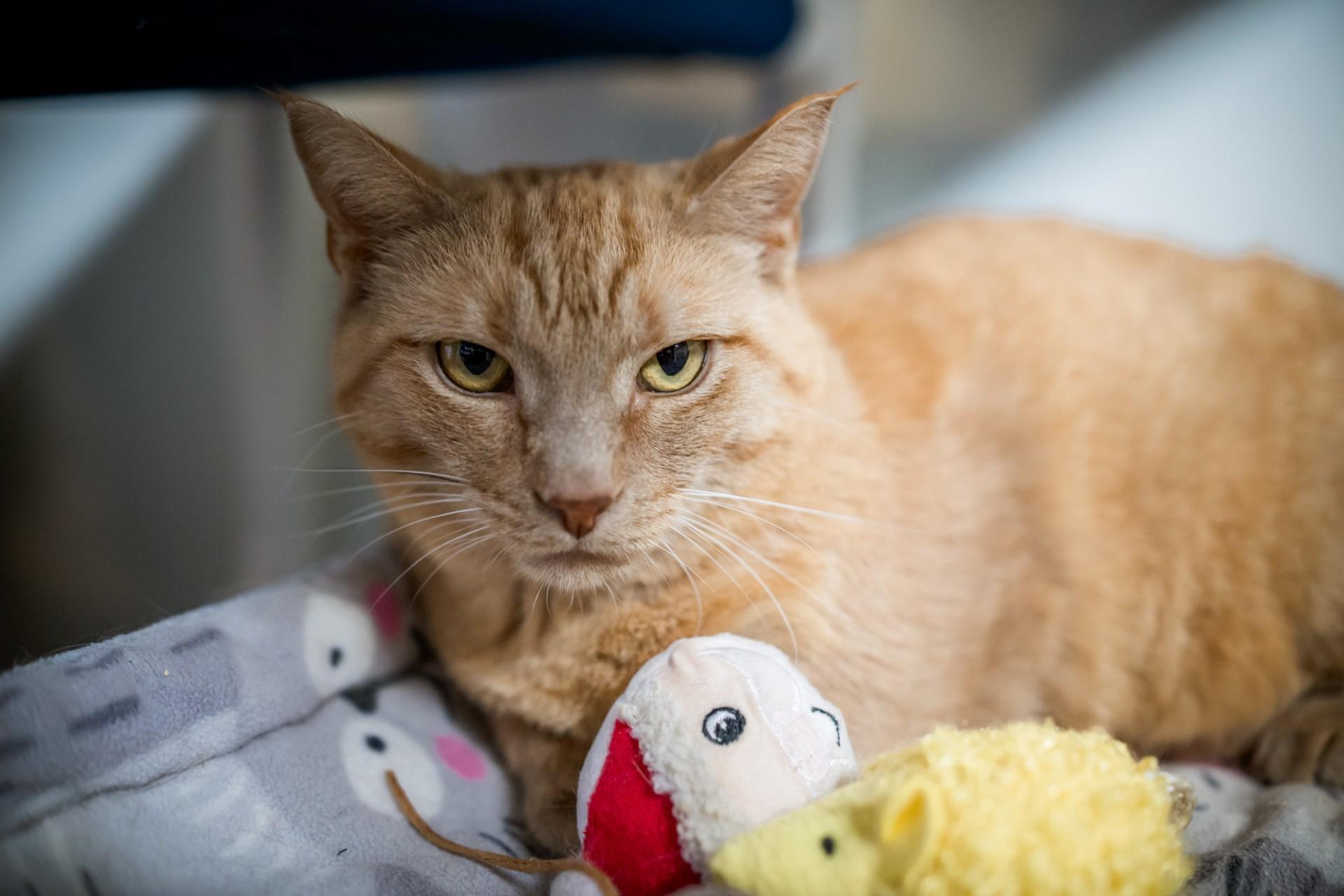 Enlarge Scarlett, a Adoptable Domestic Short Hair in Solon, IA image 2/3