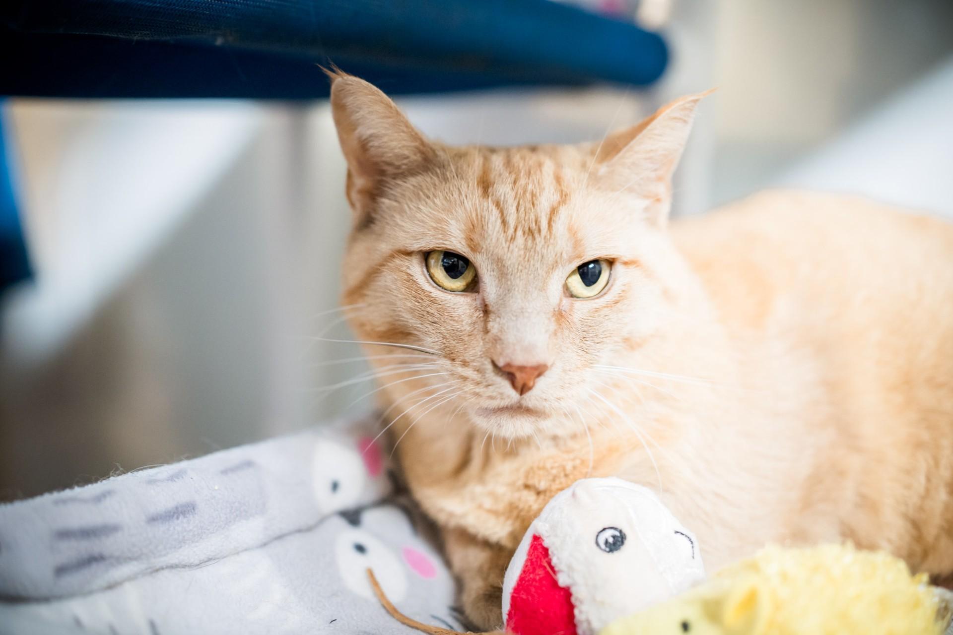 Enlarge Scarlett, a Adoptable Domestic Short Hair in Solon, IA image 3/3
