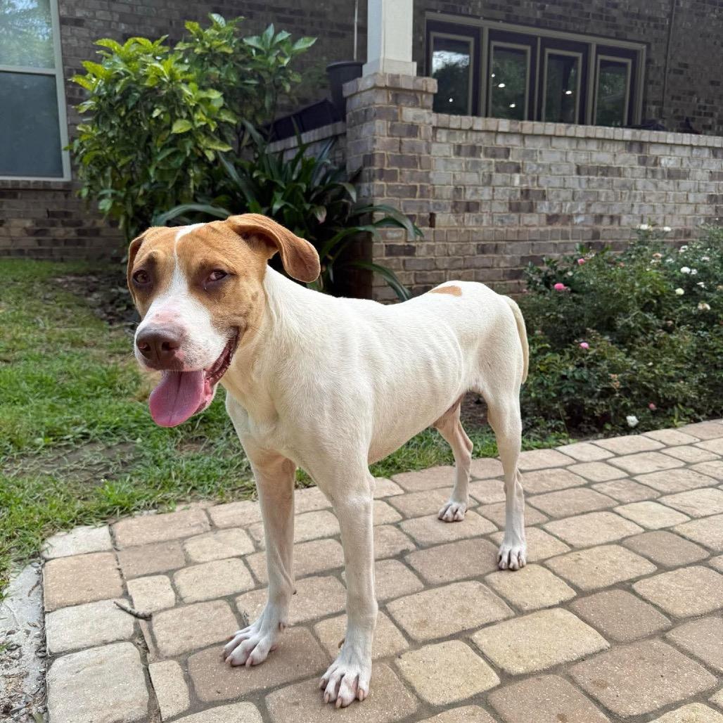 Enlarge Cash, a Adoptable Foxhound in Irvington, AL image 1/4