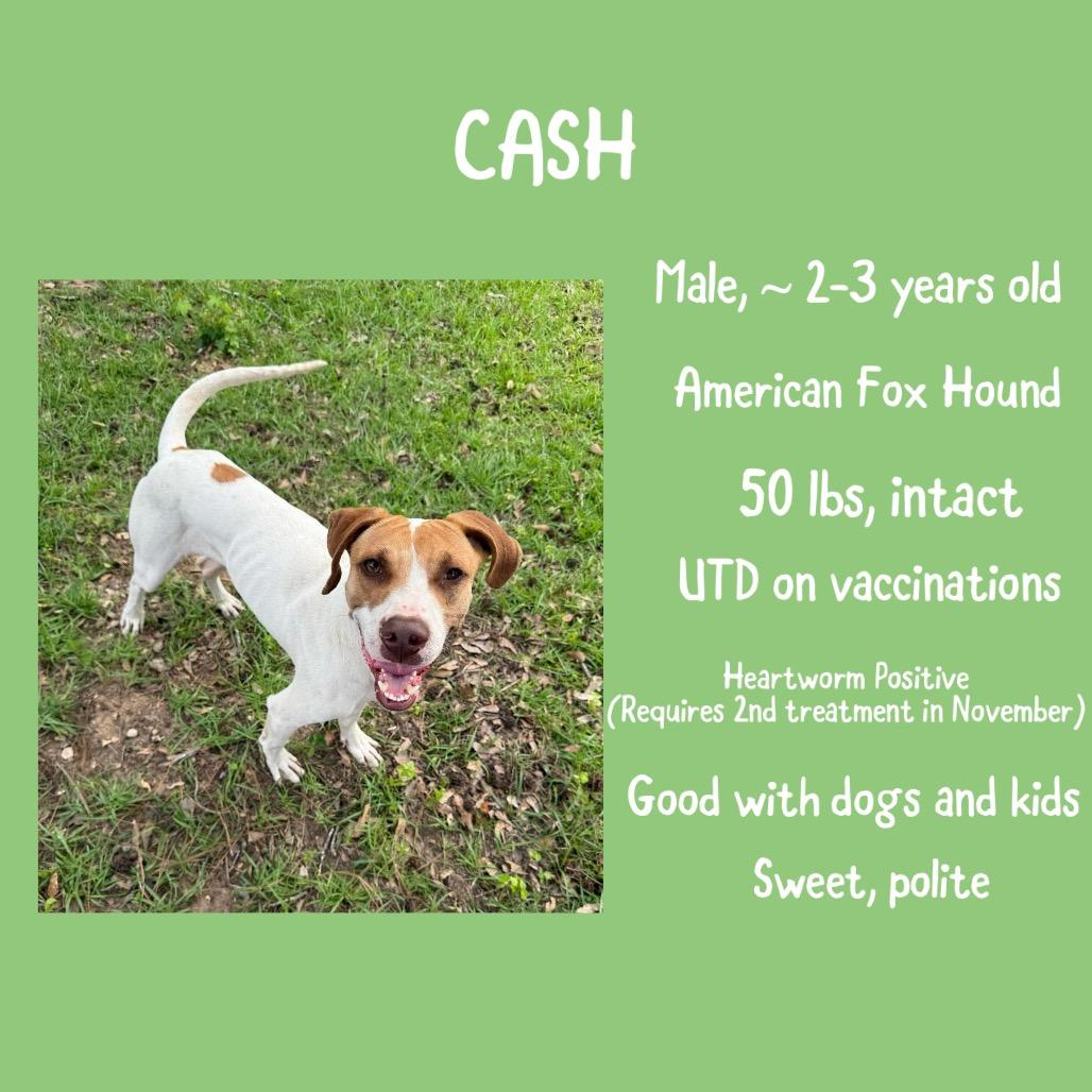 Enlarge Cash, a Adoptable Foxhound in Irvington, AL image 2/4