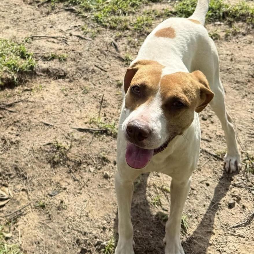 Enlarge Cash, a Adoptable Foxhound in Irvington, AL image 3/4