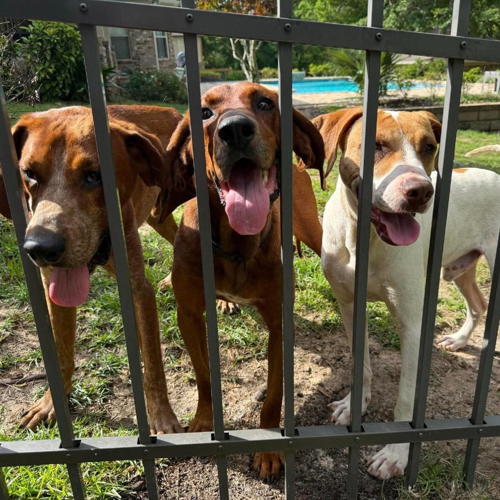 Enlarge Cash, a Adoptable Foxhound in Irvington, AL image 4/4