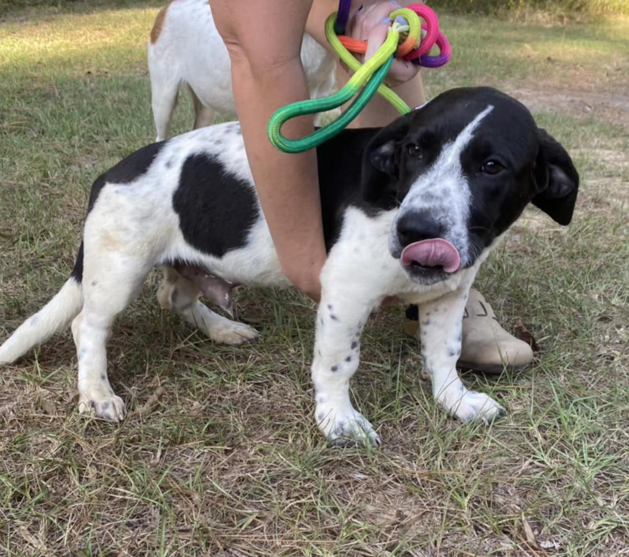 Enlarge LT, a Adoptable mixed breed in Evansville, WI image 1/1