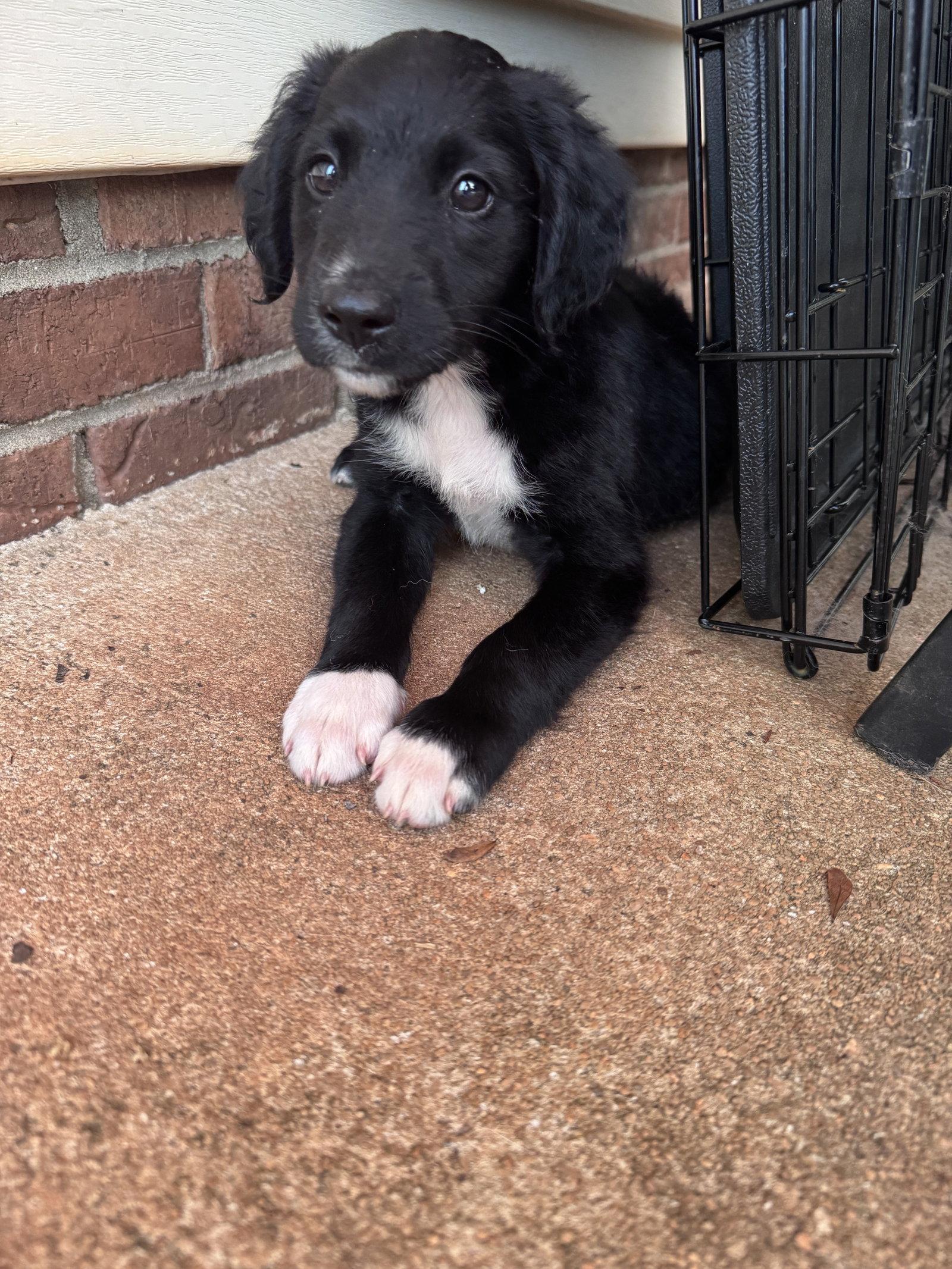 Bolo, Adopted, Young Male Retriever.