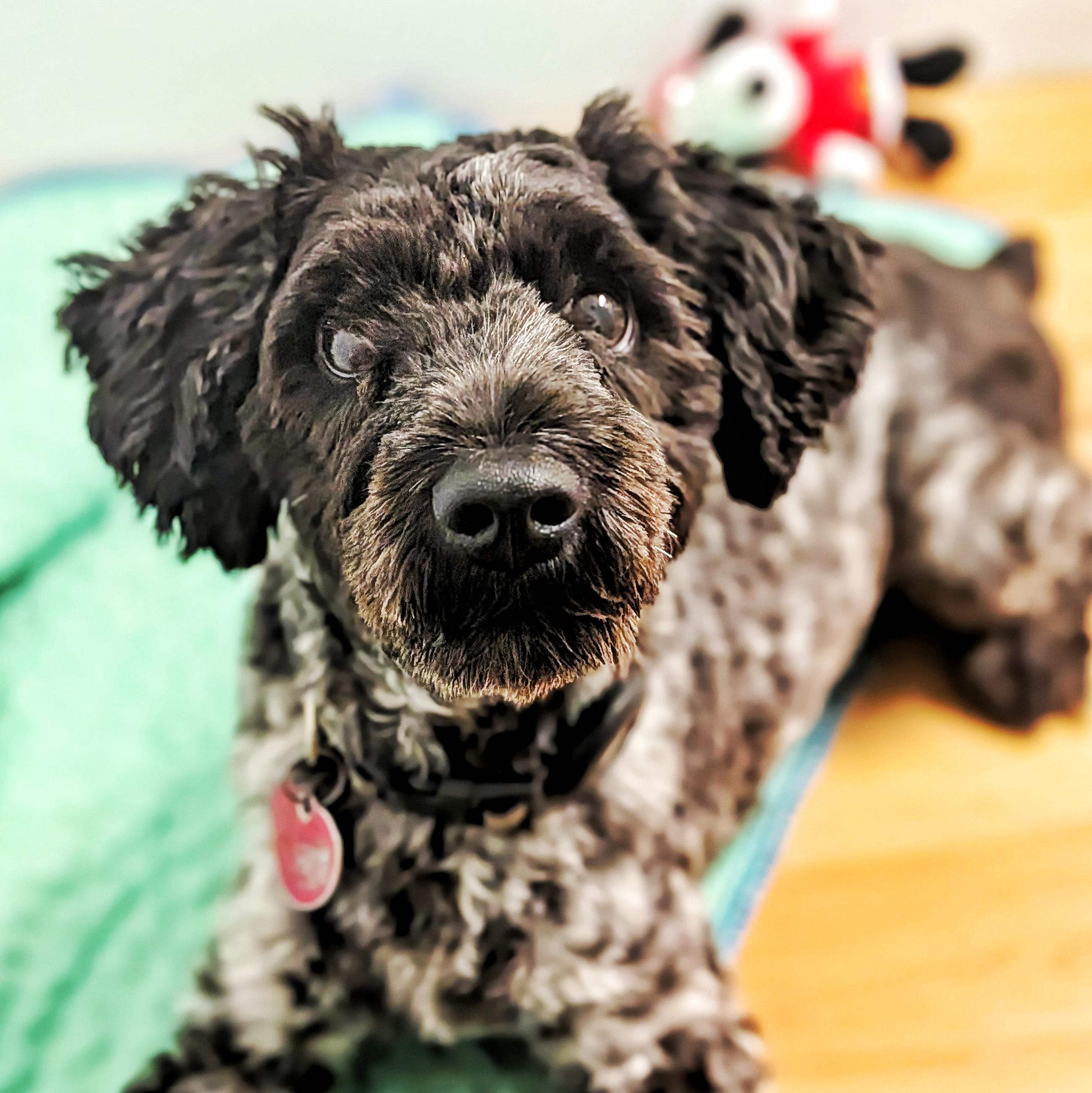 Enlarge Fritz, a Adopted Miniature Schnauzer in Eustis, FL image 1/1