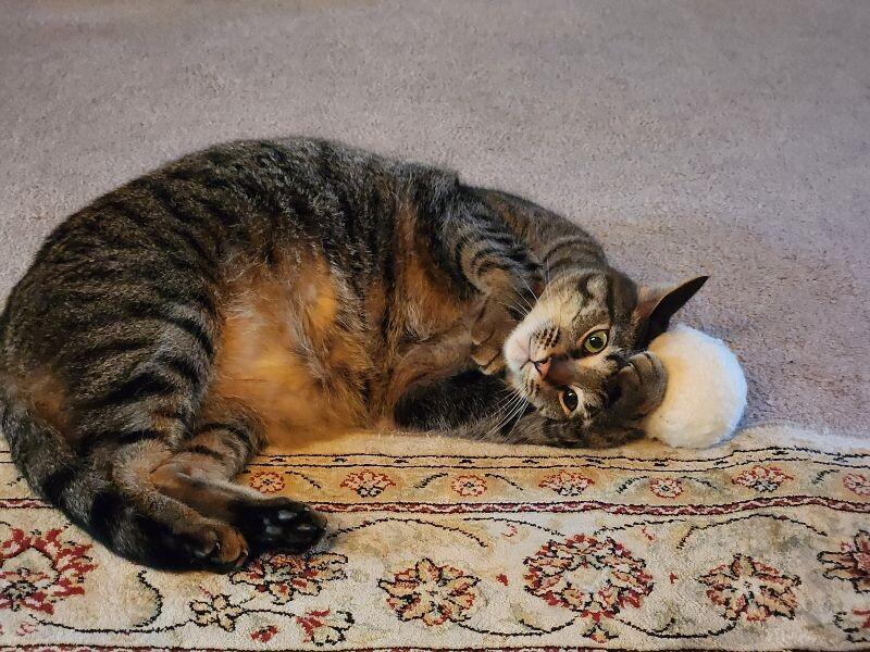 Enlarge Kylo Ren, a Adoptable Domestic Short Hair in Marietta, GA image 1/6