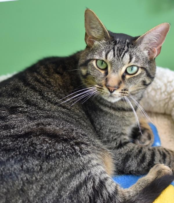 Enlarge Kylo Ren, a Adoptable Domestic Short Hair in Marietta, GA image 2/6