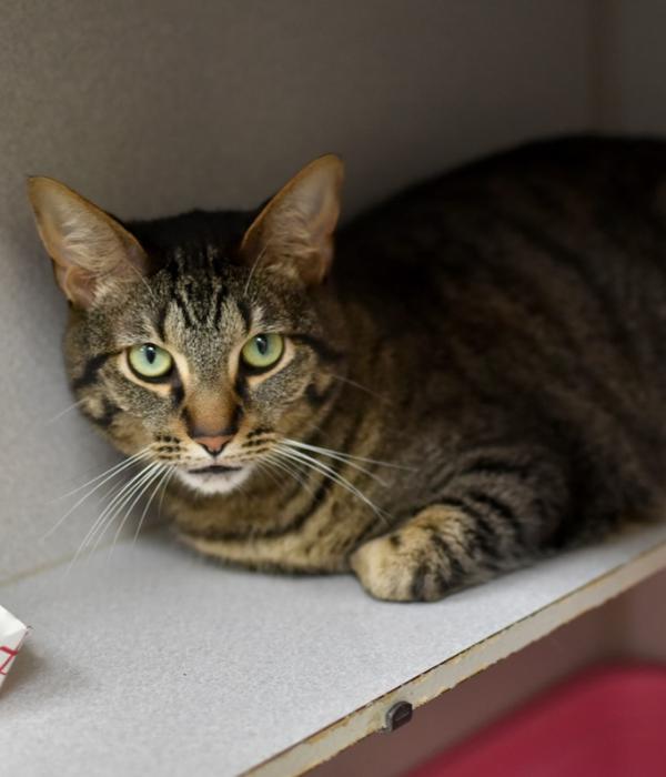 Enlarge Kylo Ren, a Adoptable Domestic Short Hair in Marietta, GA image 3/6