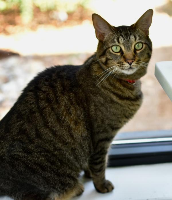 Enlarge Kylo Ren, a Adoptable Domestic Short Hair in Marietta, GA image 4/6