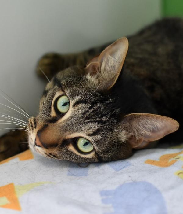 Enlarge Kylo Ren, a Adoptable Domestic Short Hair in Marietta, GA image 5/6