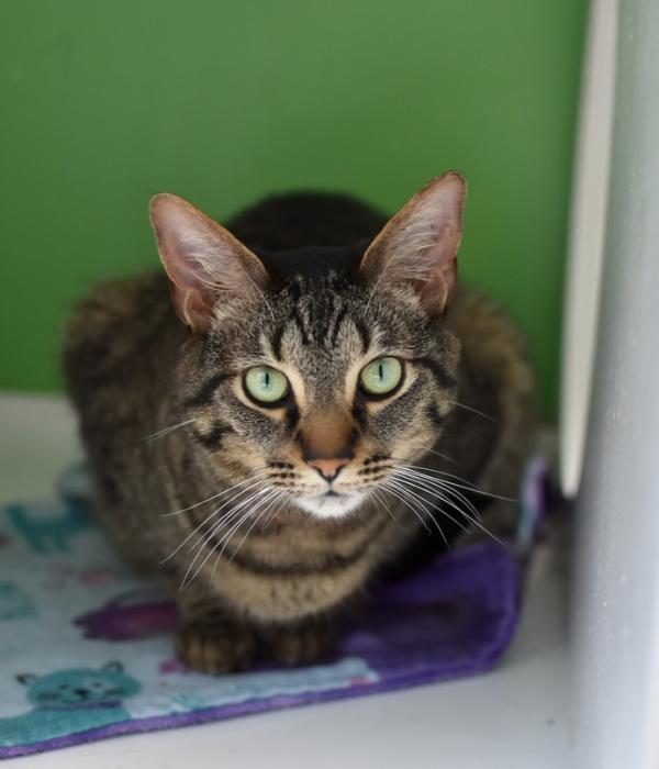 Enlarge Kylo Ren, a Adoptable Domestic Short Hair in Marietta, GA image 6/6