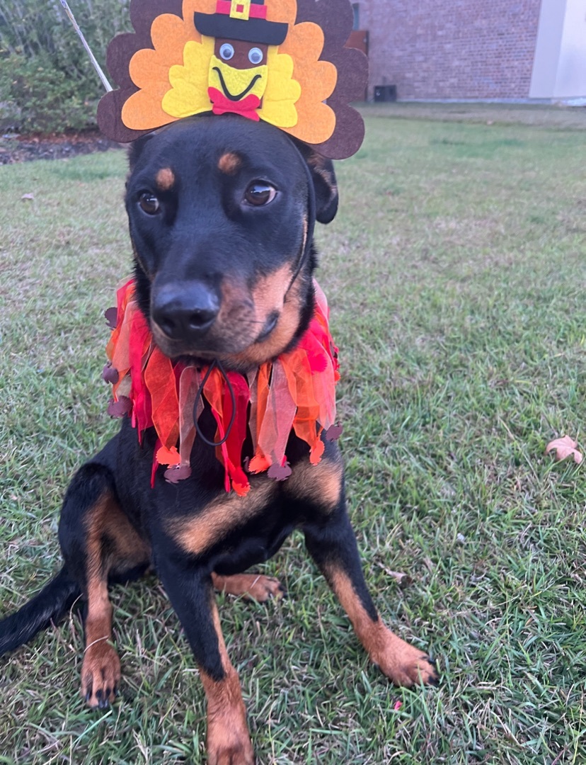 Trixie photo 3