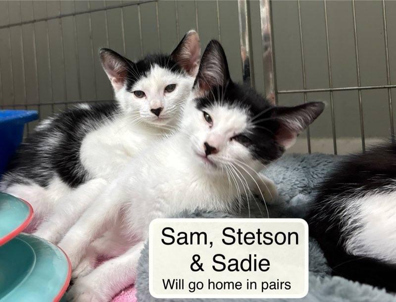 Enlarge Sadie, Sam and Stetson must be adopted with a sibling, a ADOPTABLE Domestic Short Hair in Ellicott City, MD image 6/6