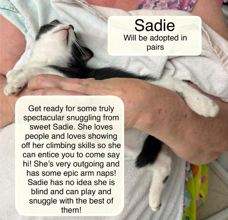 Enlarge Sadie and Sam, a Adoptable Domestic Short Hair in Ellicott City, MD image 2/6