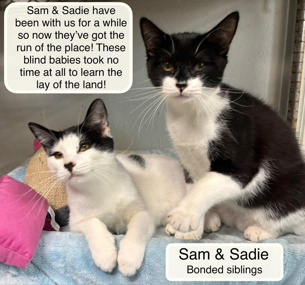 Enlarge Sadie and Sam, a Adoptable Domestic Short Hair in Ellicott City, MD image 5/6