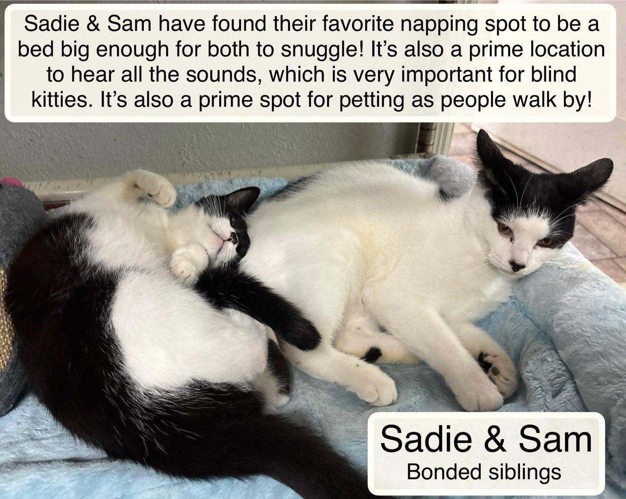 Enlarge Sadie and Sam, a Adoptable Domestic Short Hair in Ellicott City, MD image 6/6