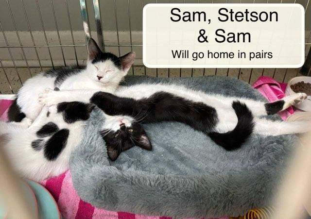 Enlarge Sadie, Sam and Stetson must be adopted with a sibling, a ADOPTABLE Domestic Short Hair in Ellicott City, MD image 5/6